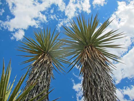 World's Tallest Yucca