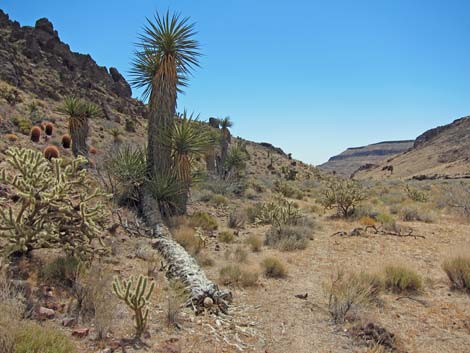 World's Tallest Yucca