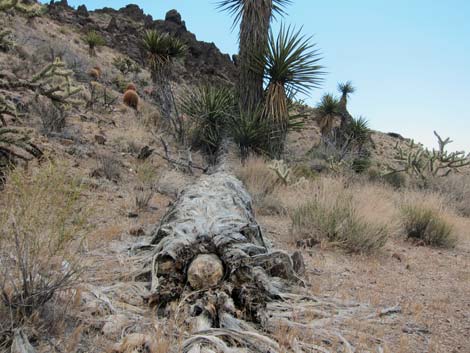 World's Tallest Yucca