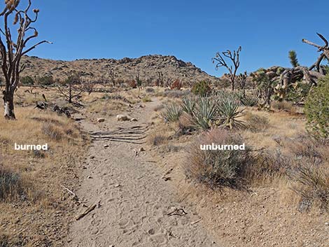 Teutonia Peak Trail