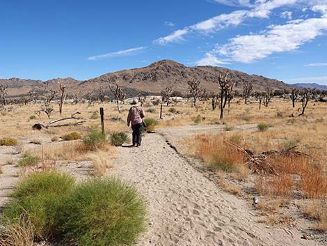 Teutonia Peak