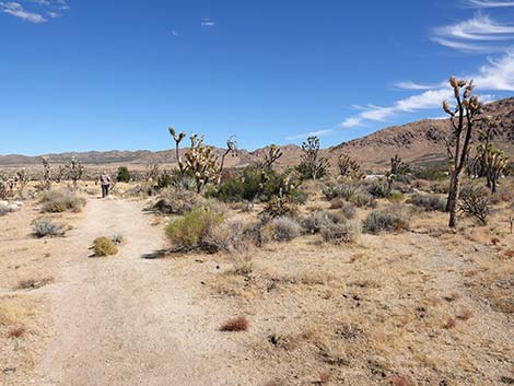 Teutonia Peak