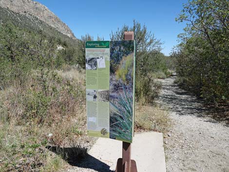 Acastus Trail