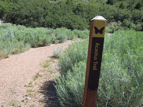 Acastus Trail