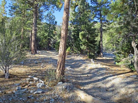 Bonanza Peak Trail