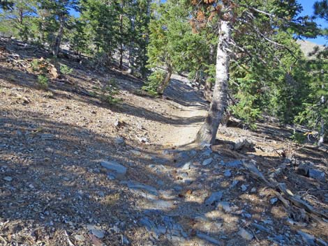 Bonanza Peak Trail