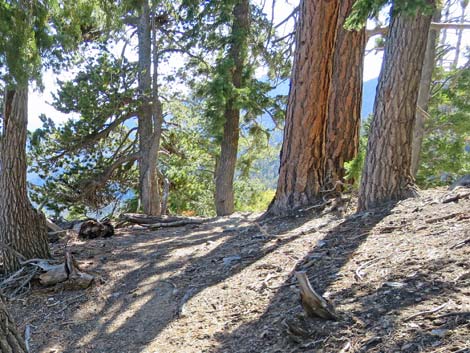 Bonanza Peak Trail