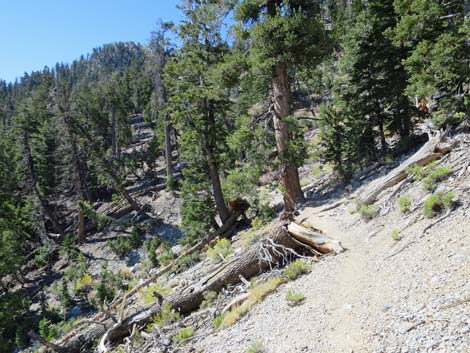 Bonanza Peak Trail