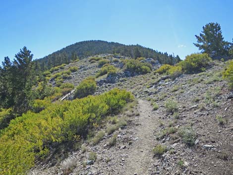 Bonanza Peak Trail