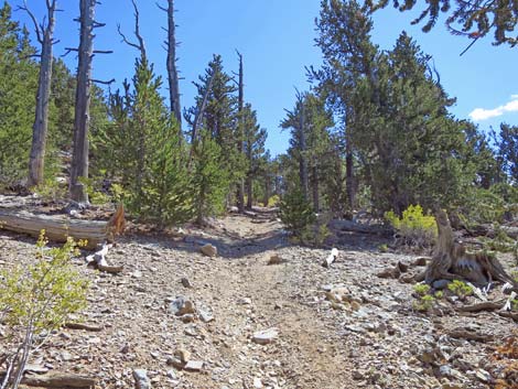 Bonanza Peak Trail