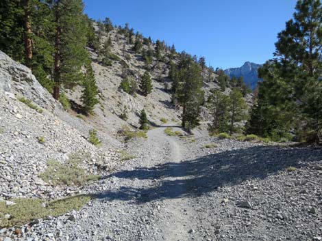 Bonanza Trail