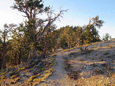 Bonanza Trail