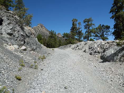 Bristlecone Trail