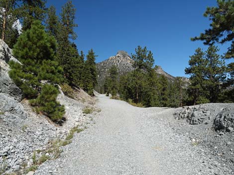 Bristlecone Trail