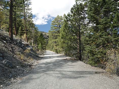 Bristlecone Trail