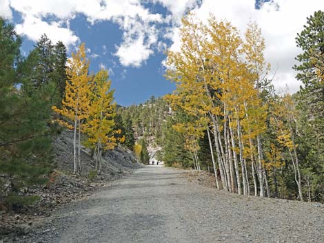 Bristlecone Trail