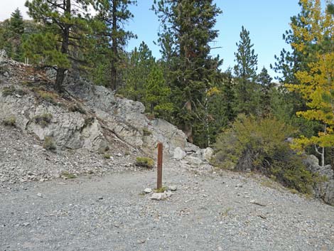 Bristlecone Trail