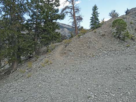 Bristlecone Trail