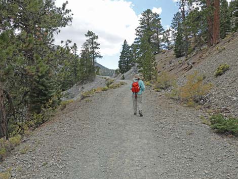 Bristlecone Trail