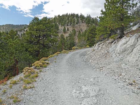 Bristlecone Trail