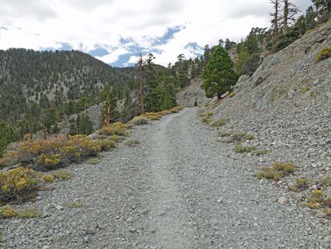 Bristlecone Trail