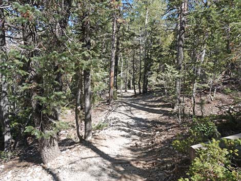 Bristlecone Trail