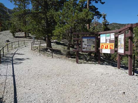 Bristlecone Trail