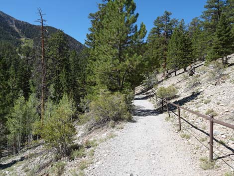 Bristlecone Trail