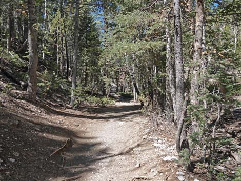 Bristlecone Trail