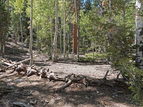 Bristlecone Trail