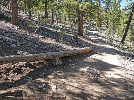 Bristlecone Trail