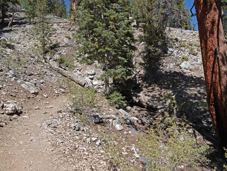 Bristlecone Trail