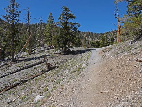 Bristlecone Trail