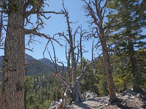 Bristlecone Trail