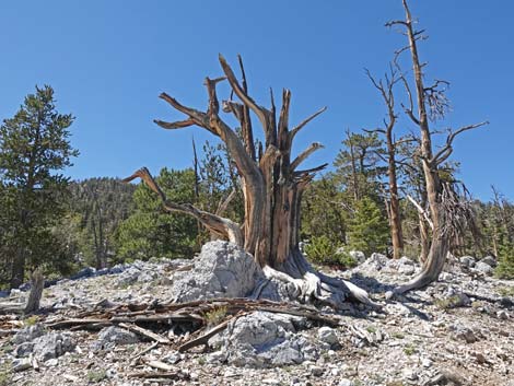 Bristlecone Trail