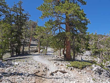 Bristlecone Trail