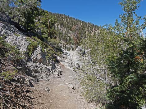 Bristlecone Trail