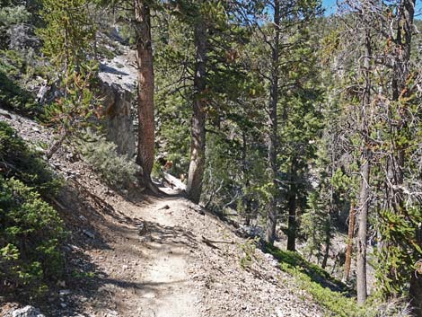 Bristlecone Trail