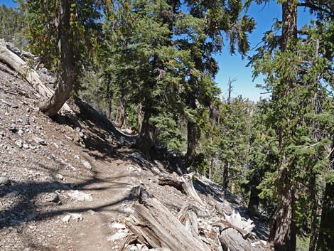 Bristlecone Trail