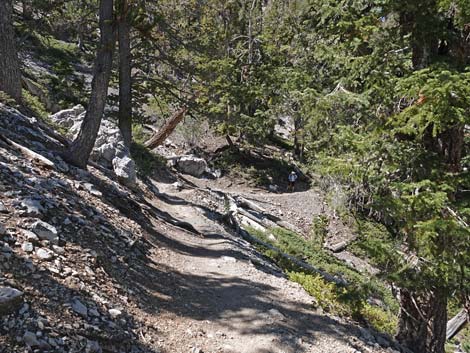 Bristlecone Trail