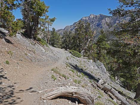 Bristlecone Trail