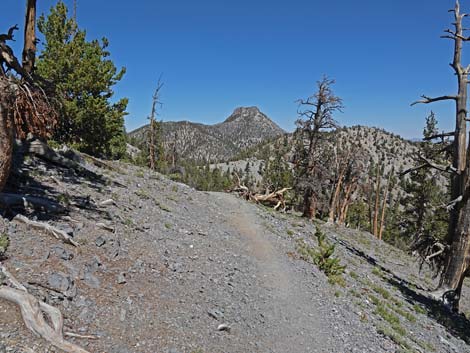 Bristlecone Trail