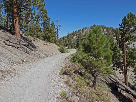 Bristlecone Trail