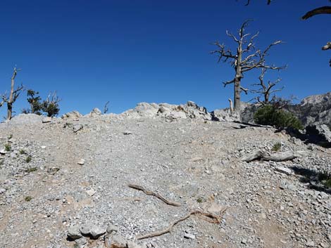 Bristlecone Trail