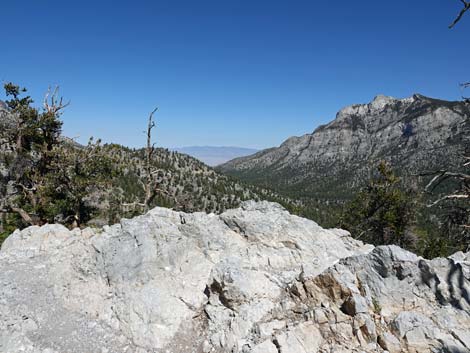 Bristlecone Trail