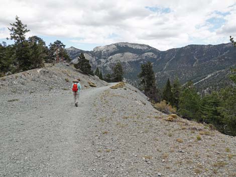 Bristlecone Trail