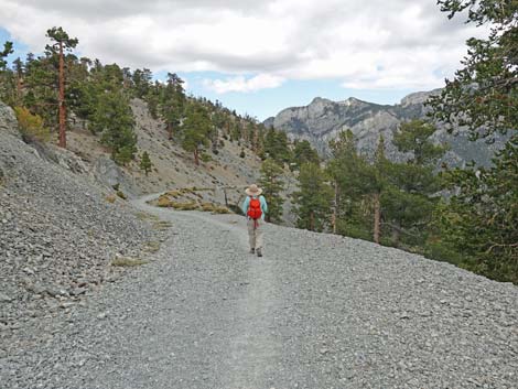 Bristlecone Trail