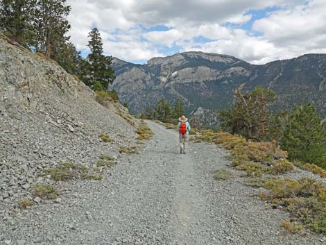 Bristlecone Trail