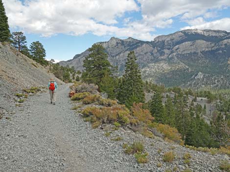 Bristlecone Trail