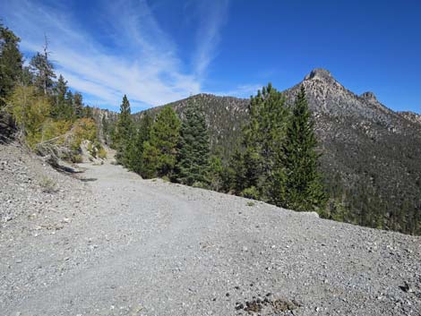 Bristlecone Trail